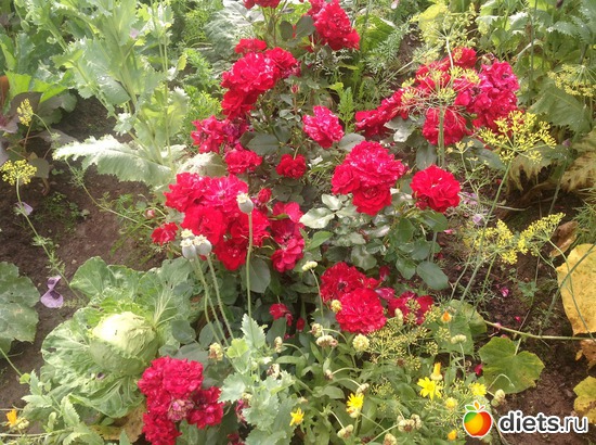 16 фото: Мои розы.