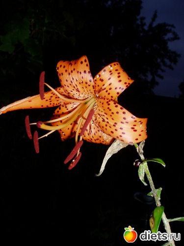 1 ����: ������� �����