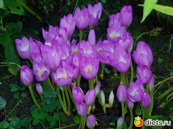 2 фото: Садовые цветы