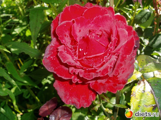 3 фото: Садовые цветы