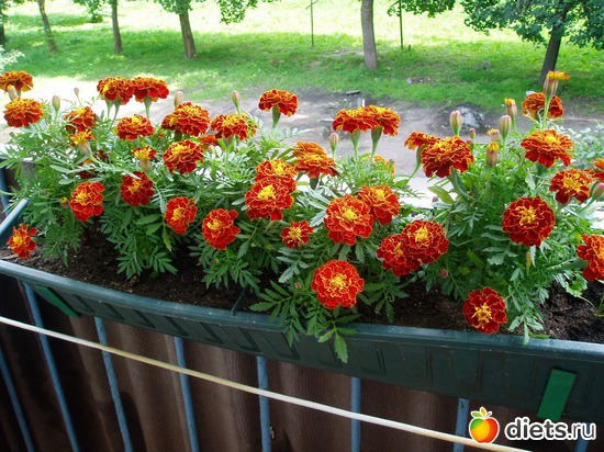 4 фото: Садовые цветы