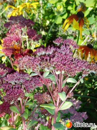 6 фото: Садовые цветы