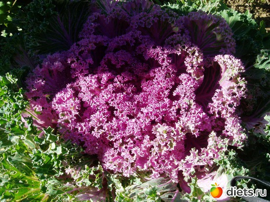 7 фото: Садовые цветы