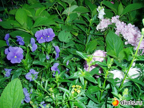 8 фото: Садовые цветы