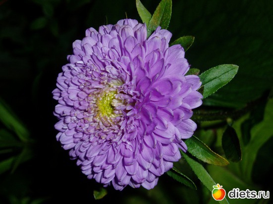 16 фото: Садовые цветы