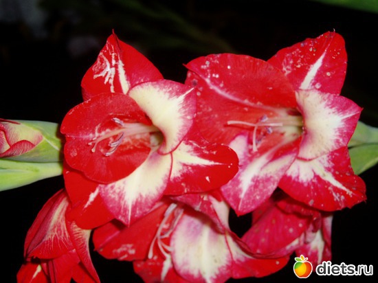 17 ����: ������� �����