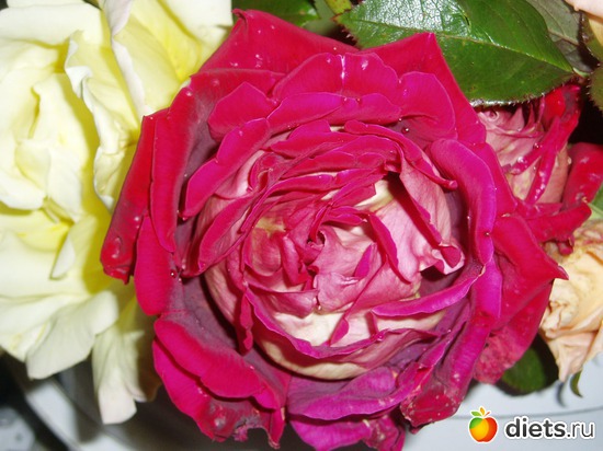 19 фото: Садовые цветы