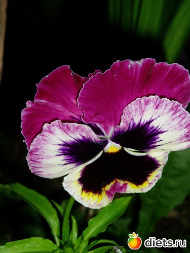 21 фото: Садовые цветы