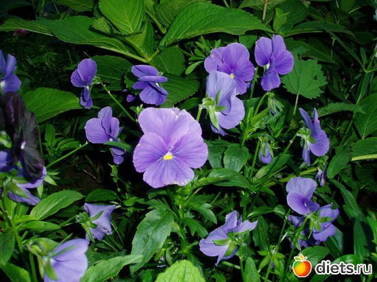 22 фото: Садовые цветы