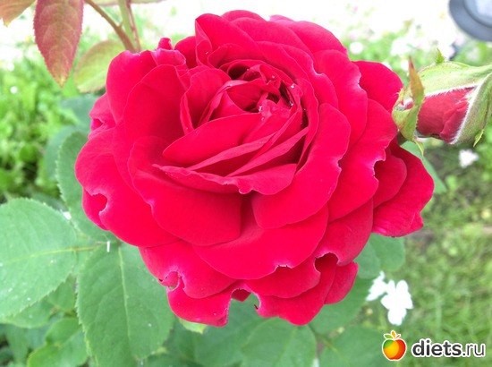 17 фото: Мои розы.