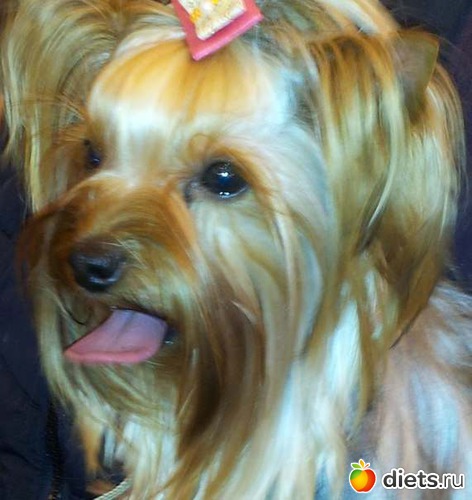 ��� ����� ��������� - ����, ������: ��� ������