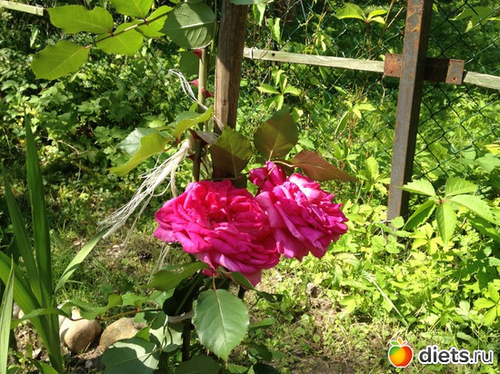 24 ����: ��� ����