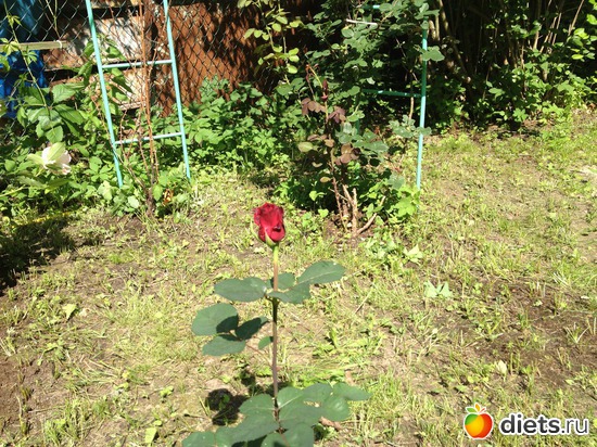 25 ����: ��� ����