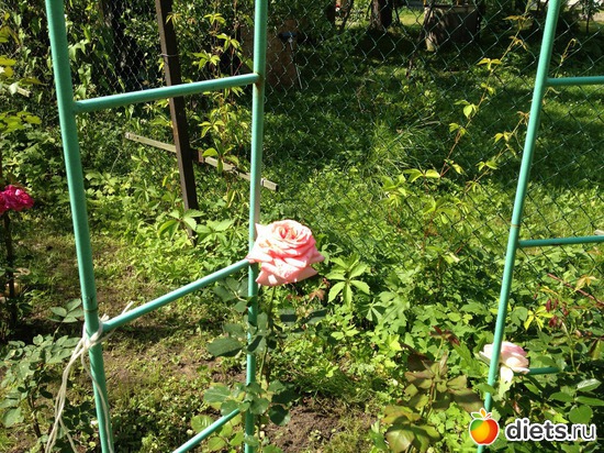 26 ����: ��� ����