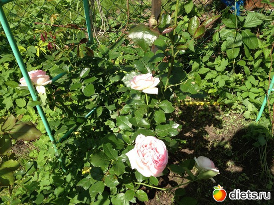 27 ����: ��� ����