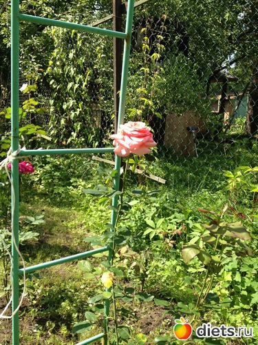 29 ����: ��� ����