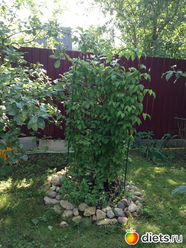 34 ����: ��� ����