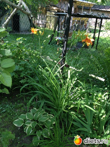 35 ����: ��� ����