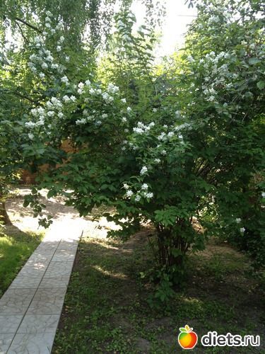 36 ����: ��� ����