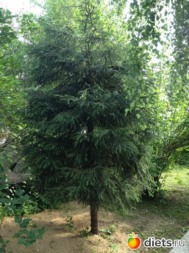 39 ����: ��� ����