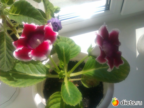 12 фото: Мои комнатные цветы.