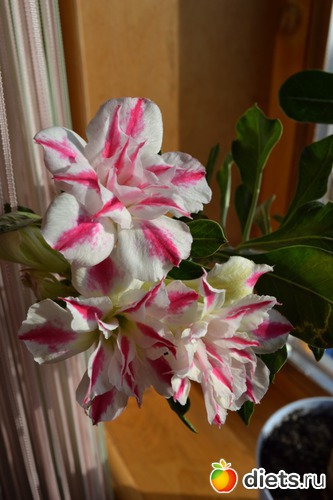 1 ����: ������� ������