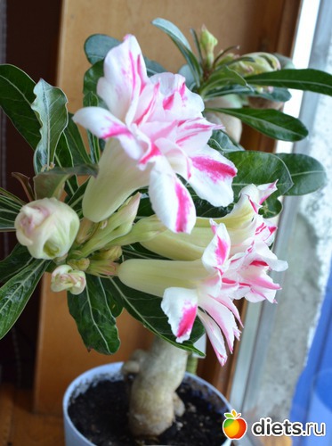 2 ����: ������� ������