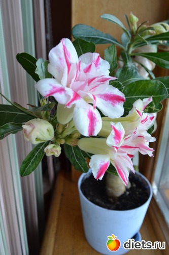 3 ����: ������� ������