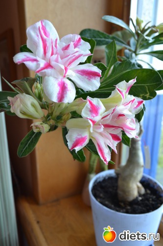 4 ����: ������� ������