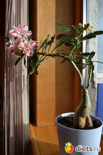 5 ����: ������� ������