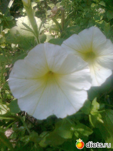 Петунья, альбом: Цветы в огороде