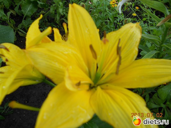 1 фото: Мои лилии