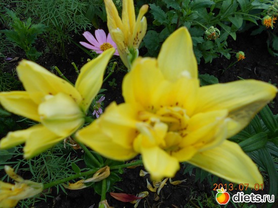 4 фото: Мои лилии