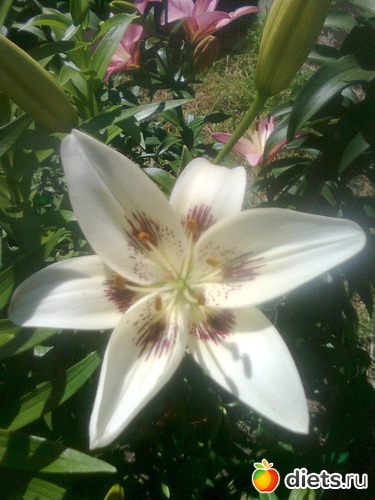 Лилия, альбом: Цветы в огороде