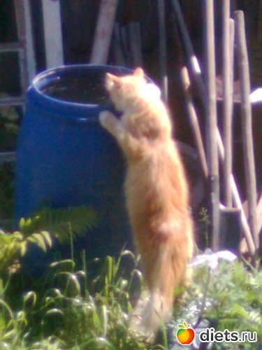 Дайте воды напиться ! Это Барсик., альбом: Мои дети хвостатые и полосатые.