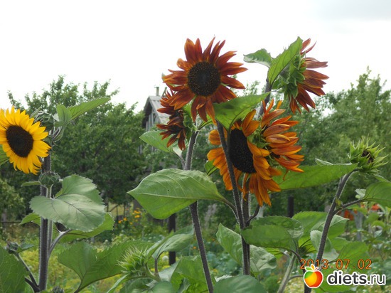 13 фото: Мои лилии