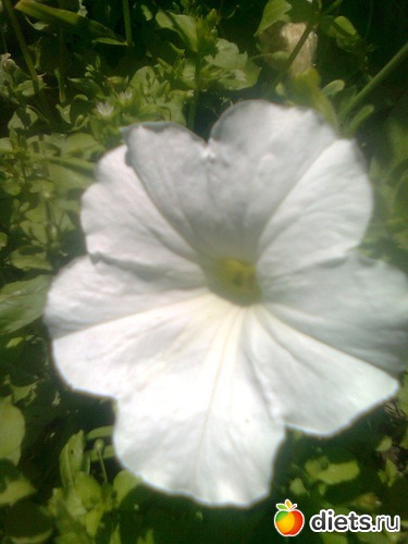 Петунья, альбом: Цветы в огороде