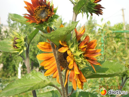 15 фото: Мои лилии