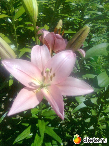 Лилия, альбом: Цветы в огороде