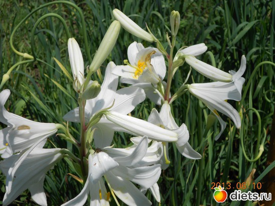 18 фото: Мои лилии