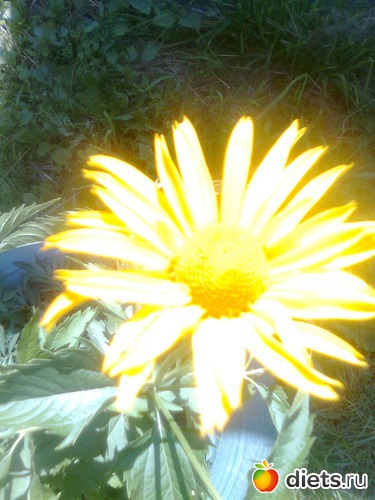 Ромашка, альбом: Цветы в огороде