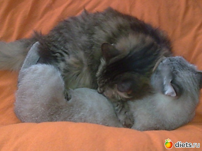 Дети спят, альбом: Мои дети хвостатые и полосатые.