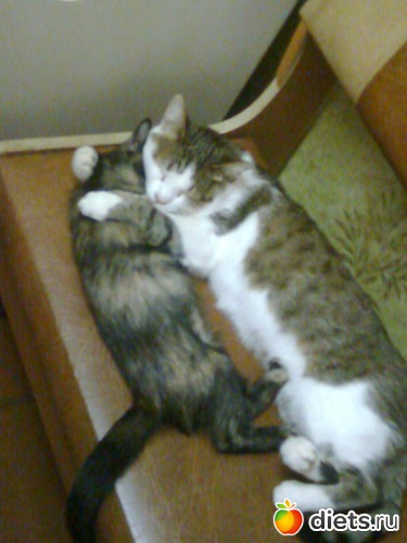 Муха и Яша, альбом: Мои дети хвостатые и полосатые.