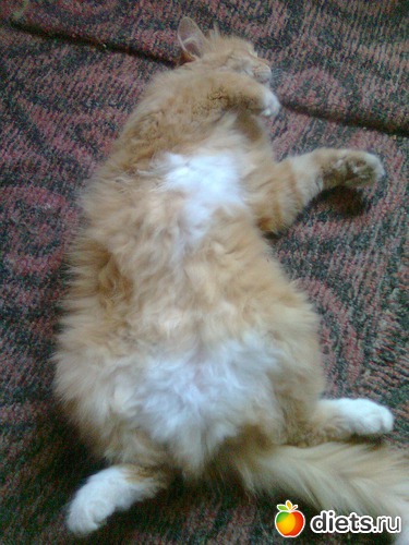 Бася спит, альбом: Мои дети хвостатые и полосатые.