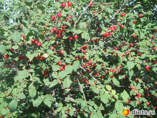 1 ����: ������