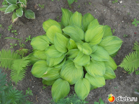 3 ����: ������