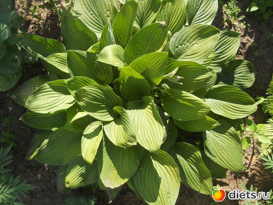 4 ����: ������