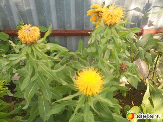 5 ����: ������