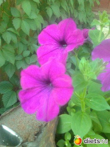 Петунья, альбом: Цветы в огороде