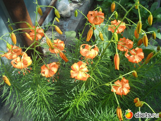 15 ����: ������